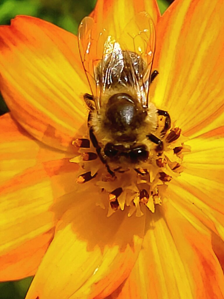 Do, 4. Juni 2026 -  Oxymel/Naturmedizin aus Natur und Garten